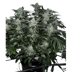 Lemons, Фасовка: 5